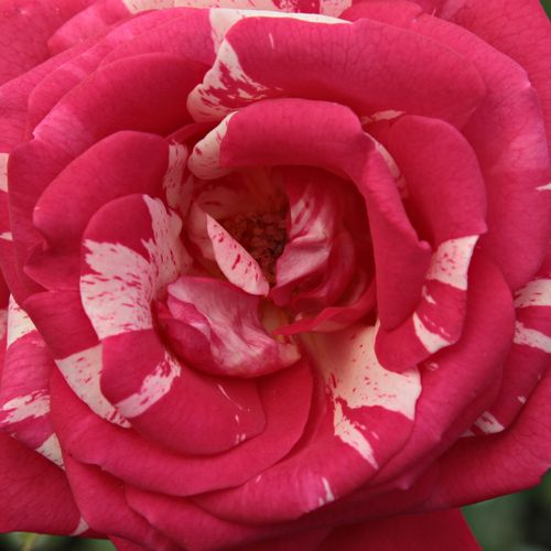 Online rózsa kertészet - virágágyi floribunda rózsa - rózsaszín - fehér - Rosa Papageno™ - enyhén illatos rózsa - Samuel Darragh McGredy IV. - Feltűnő megjelenésű, piros-fehér csíkos fajta.